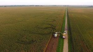 Silážovanie má svoj priebeh